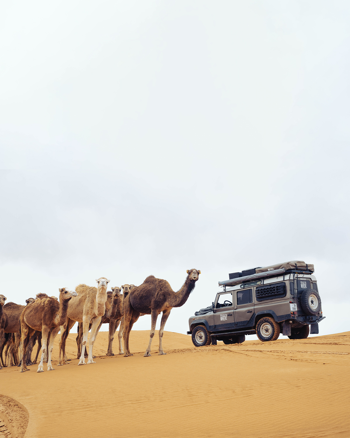 Camels with car