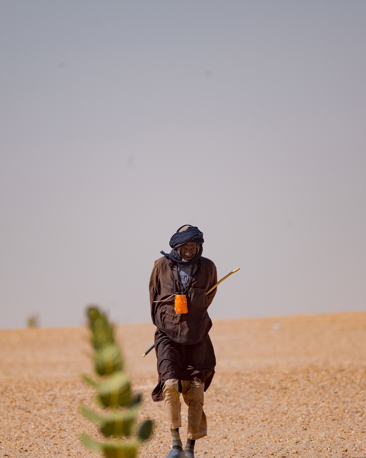 Camel shepherd1