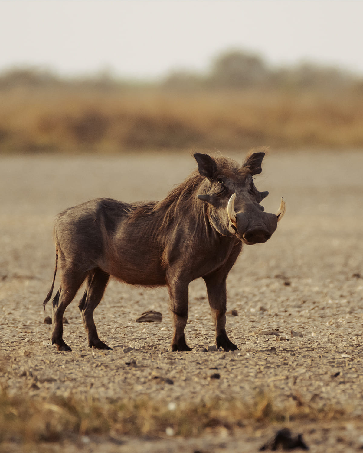 Warthog